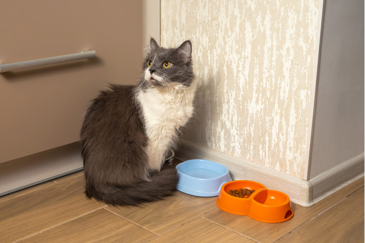 Melhor ração para gatos idosos: as 8 melhores em 2024 Melhor ração para gatos idosos: as 8 melhores em 2024